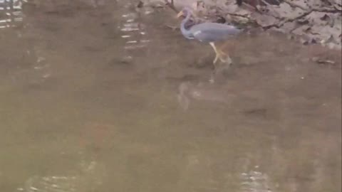 Heron Fishing for Breakfast