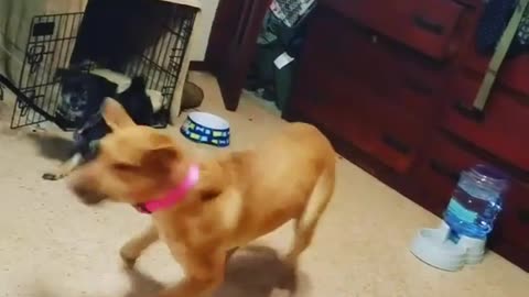 Small black dog chase brown dog pink collar
