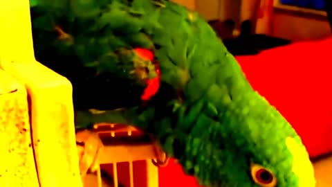 #Singing Talking Laughing Funny Smart Clever #Parrots Viral Video Compilations: What a Clever Parrot
