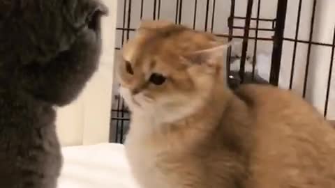 Kitten acts tough while playing with a cat. Hilarious!