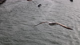 Gulls over Venice