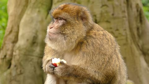 Monkey beauty eating her food