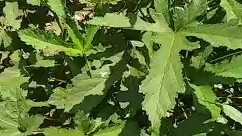 LadyFinger Garden. Gardening Short Video