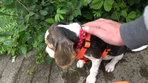 Puppy feels ashamed after falling into the water