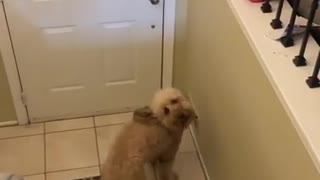 Dog Excitedly Greets Owner After Every Single Hospital Shift