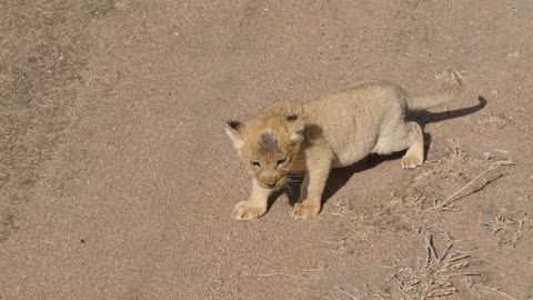 (REALLY CUTE AUDIO) Baby lion cubs chatting with Mom