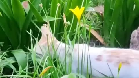 Fanny Cat Video