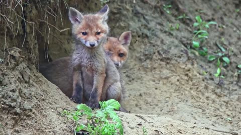 Fox Kits Playing around #funny kits