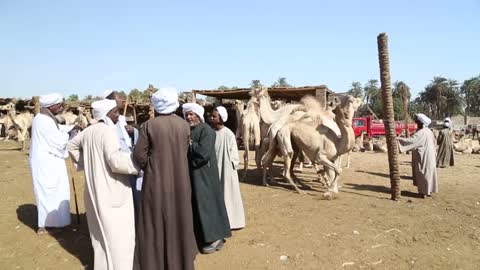 Group of Egyptian men haggling at Daraw camel market