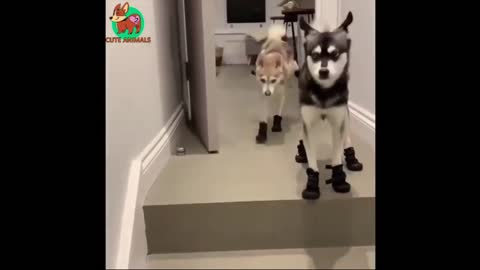 Huskeys on Boots 🐺 Funny Animals