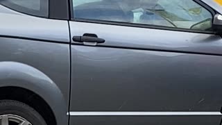 Dog has fun in car while waiting for owner