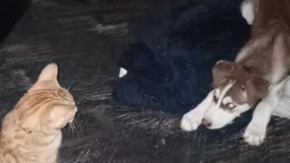 Kitten and puppy first meet. Part 1