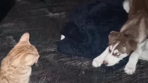 Kitten and puppy first meet. Part 1