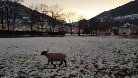 Nice sheep eating in nature