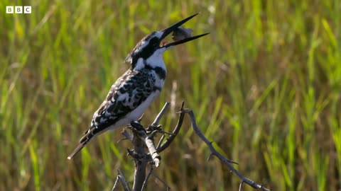 Kingfishers Epic Dive to Catch Prey Seasonal Wonderlands BBC Earth