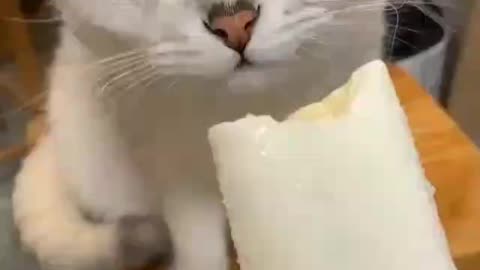 Cat no like mint
