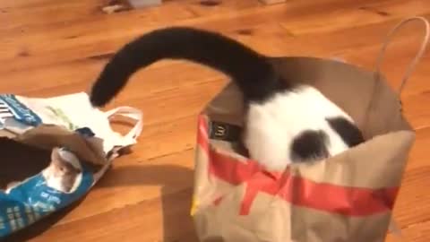 Goofy Cat Jumps Into Empty Paper Bag