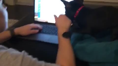 Black dog biting owners hand while on laptop