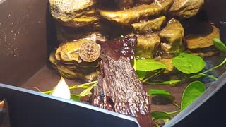 Cute Turtle Hatchling Tumbles Off Log