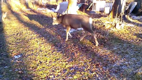 Curioso ciervo bebé sigue a gallinas por el patio
