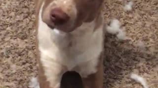 Brown dog eating cotton from stuffed animal