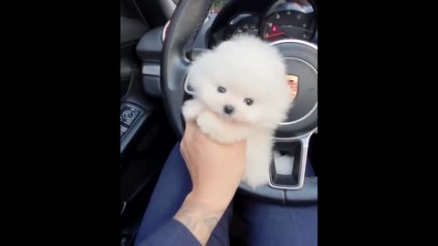 Funny and Cute Pomeranian Videos #4 | Cutest Puppies