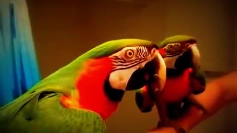 Parrot trying to speak in front of the mirror