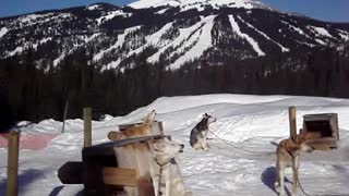 The Sound of Howling Sled Dogs