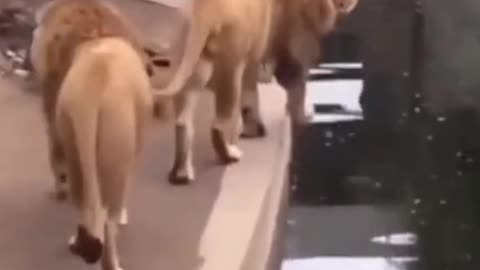 Funny animals (dog,cat,lion)