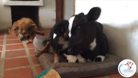 Abandoned puppy and veal calf form inseparable bond