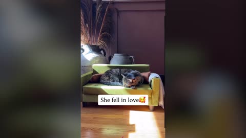 Cat Heartbroken After Losing Favorite Couch So Owners Make Mini Replica