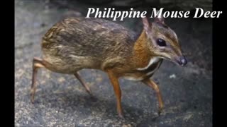 Animals only found in the Philippines