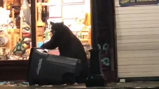 Bear Hides Behind Bin as Police Patrol Drives By