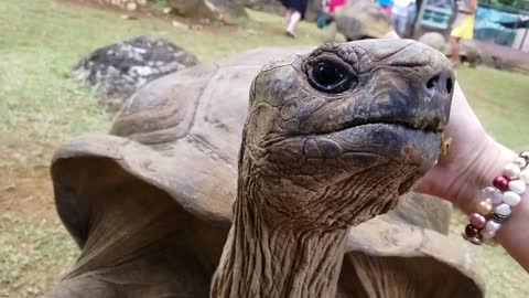 Sentient Giant Aldabra Tortoise LOVE being stroked!