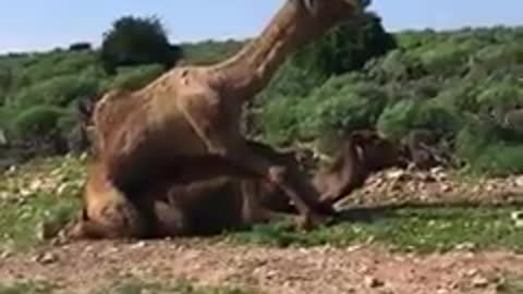 Moment mating when camels