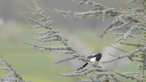 Small birds in the picturesque nature