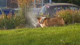 Dogs Love to Hate Sprinklers