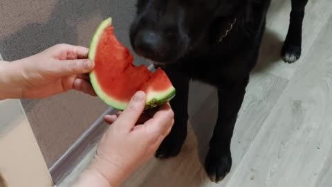 Dog eats watermelon