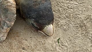 Dead loggerhead on beach after oil spill
