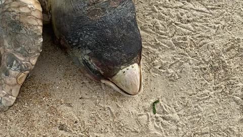 Dead loggerhead on beach after oil spill