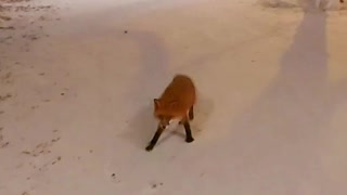 Curious Fox