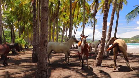 Horses on the beach #rumble #rumbleviral