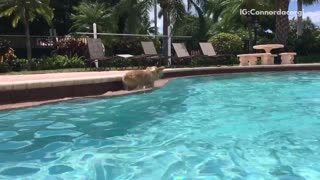 Brown corgi runs around edge of pool