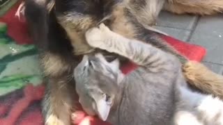 friendly games of a dog with a cat