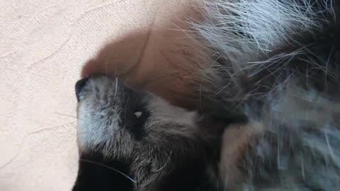 Raccoon's shoulders are itchy, so he stretches his short arms and scratches them like a human.