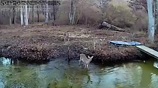 Deer Playing