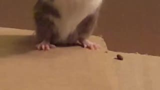 Mouse Bath in Slo Mo