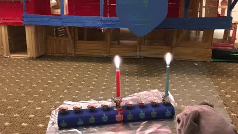 Story 35 fluffy celebrates Chanukah