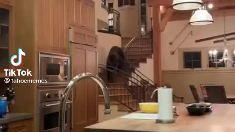 Family Comes Home To Bear INSIDE