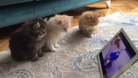Cute kittens watching cartoons the smurfs